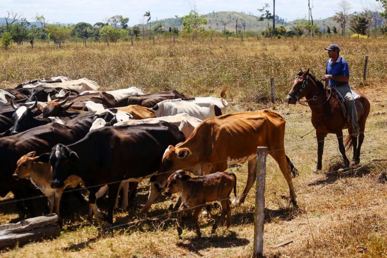 Um homem montado num cavalo conduz uma manada de bois