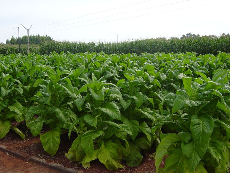 Mais de 90% dos produtores de tabaco do Brasil estão na Região Sul e têm pequenas propriedades 