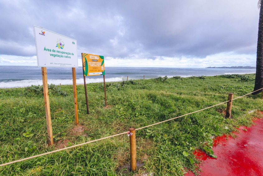 Objetivo é preservar a restinga na faixa de areia da Praia de Jacarecica. Foto: cortesia Ascom OAB/AL