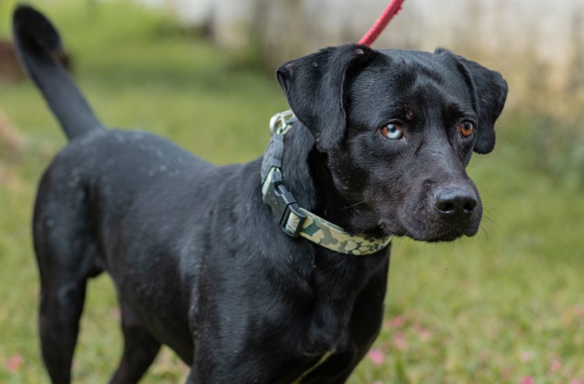 Equipe veterinária do Gabinete da Causa Animal alerta população sobre a leptospirose canina