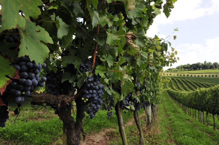 Agropecuária -&gt; plantações -&gt; uva, vinho, Vale dos Vinhedos