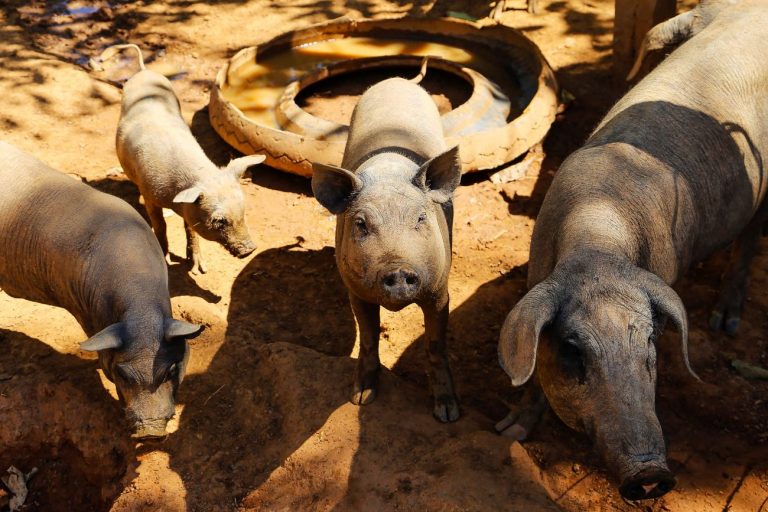 Agropecuária - criação de animais - porcos suínos chiqueiros suinocultura