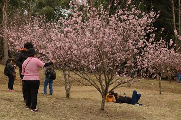 42ª Festa das Cerejeiras no Parque do Carmo, Zona Leste de São Paulo.