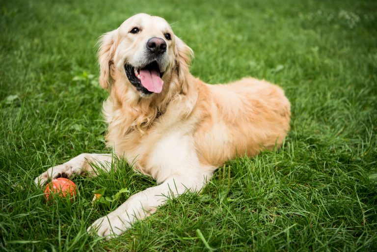 Um cachorro claro está deitado na grama, ele está com a boca aberta e tem uma bolinha vermelha à frente