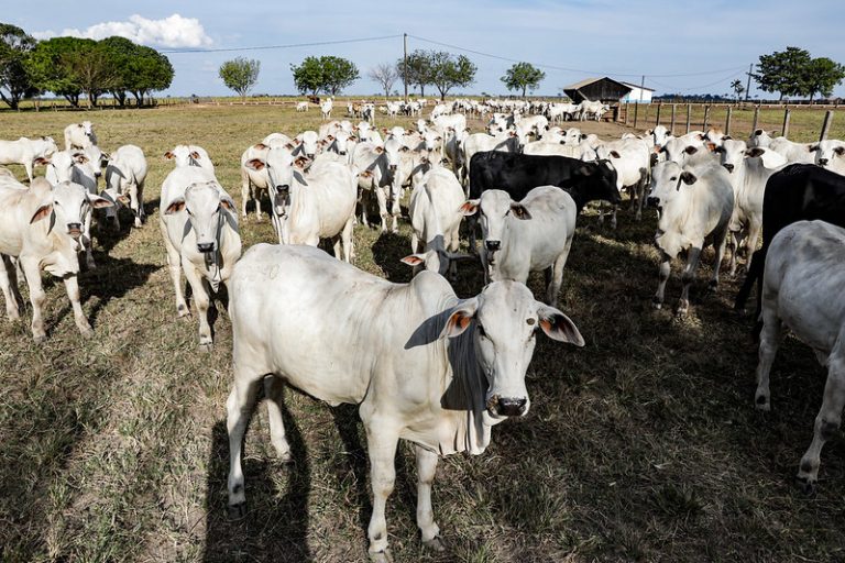 Agropecuária - criação de animais - gado - rebanho bovino - bois - boi